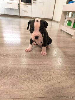 American bully XL - 12