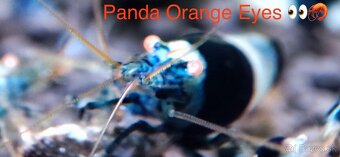 Premium Caridina a Neocaridina - odber Ruzomberok - 12