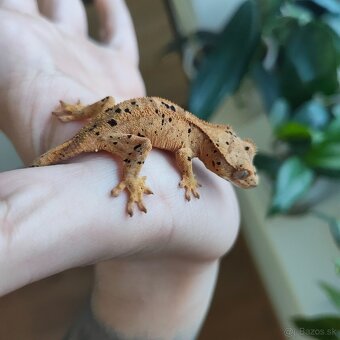 Pagekon riasnatý/Correlophus ciliatus - 12