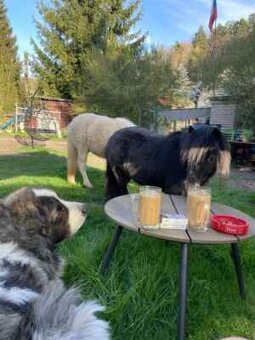 Falabella mini minihorse pony - 12