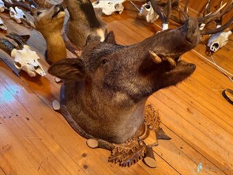 Poľovnícke trofeje - 12