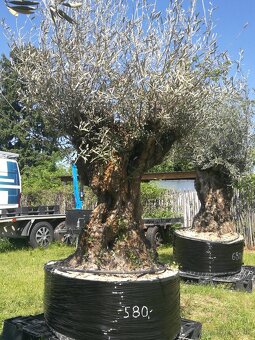 Olivovník bonsai - 12
