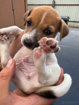 Jack Russel Terrier čistokrvné šteniatka - 12