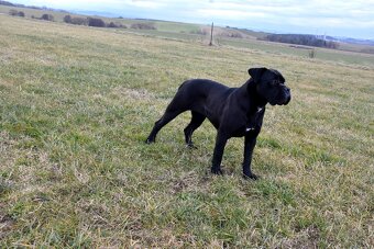 Cane Corso štěňátka s FCI PP - 12