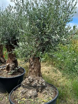 Predám Olivy Bonsai - 12
