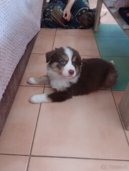 Border kólia - hnedo biely pes s pálením - 12