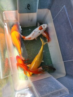 Koi kapre koi kapor zàvojantka cìnska karase - 12