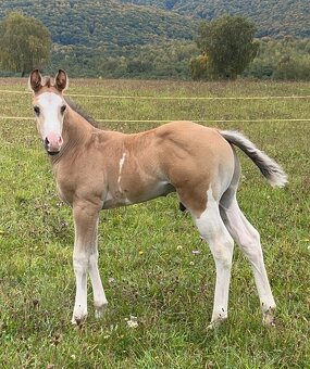 Zrebcek Aph   Buckskin overo/sabino - 12