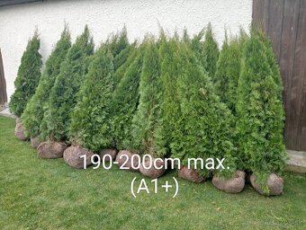 Tuja Smaragd, vavrínovec, červienka - Tvrdošín - 12