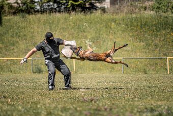 Belgický ovčiak Malinois s PP - 12