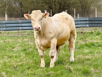 Plemenné býky - 12