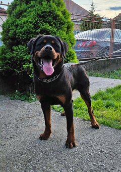 Rotvajler,rotveiler,rotvailer,rotwailer,rotweiler na predaj. - 12