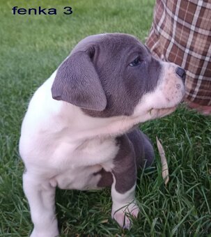 Americký stafordsirsky terier, american bully XL - 12