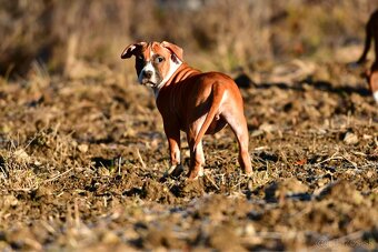 Psík Americký stafordšírsky teriér s pp - 12