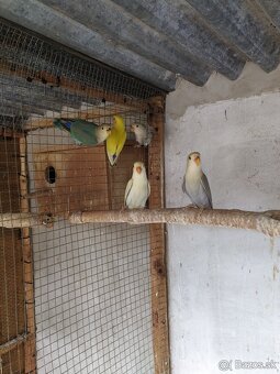 Agapornis Ruzovohrdly - mladé 2025 - 12