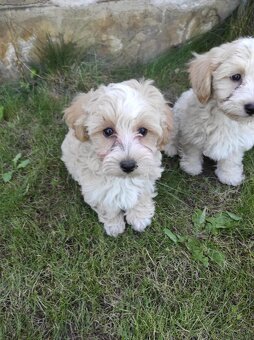Maltipoo (malteze +Pudel = maltipoo) - 12