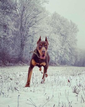 Doberman šteniatka - 12