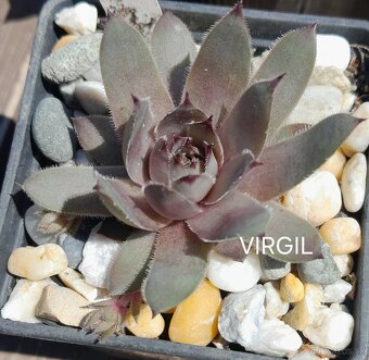 Skalné ruže - sempervivum - 12