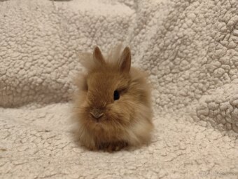 Teddy Hegyeshalom - 12