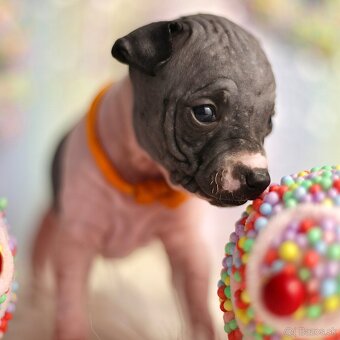 Americký bezsrstý teriér s PP FCI - 12