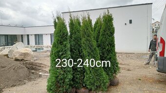 Tuja Smaragd, vavrínovec, červienka, gaštan - Prešov - 12
