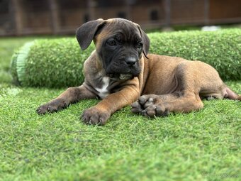 Cane Corso s PP - 12