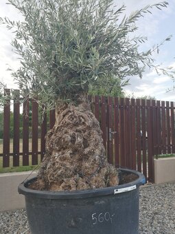 Olivovnik bonsai - 12