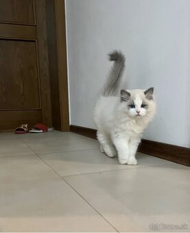 Mačiatka Ragdoll s PP - 12