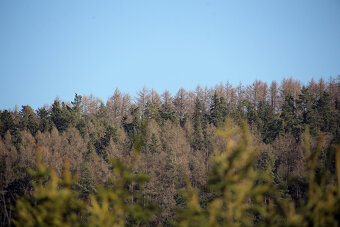 Canon  70-210mm Macro / F4 / M42 - 12
