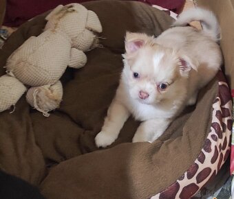 čivava dlhosrsta - 12