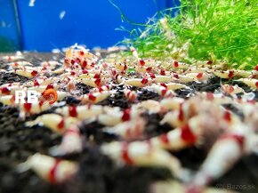 Krevetky Neocaridina, Caridina, Raciky, Raky a Akva Machy - 12
