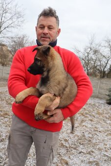 Nemecký ovčiak šteniatka s PP WORK line - 12