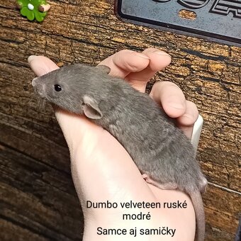 ❤ Exkluzívne dumbo, velveteen, rex potkaníky - 12