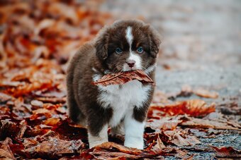 Miniatúrny americký ovčiak - 12