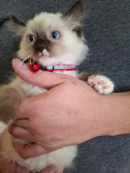 Ragdoll mačiatka - 12