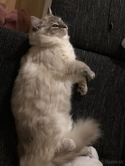 Ponukam ragdoll kocurov na krytie - 12