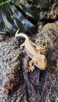 pagekón riasnatý - 12