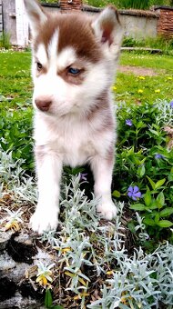 Sibirsky husky hasky - 12