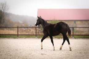Roční American Quarter Horse black klisna, vnučka Gunnera - 12
