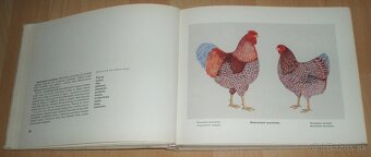 Atlas plemien hydiny - 12