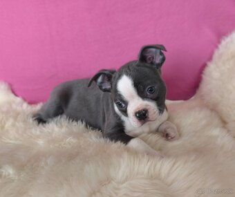 Bostonský teriér  Modré šteniatka z PP - 12