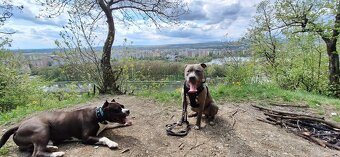 Venčenie psíkov - 12
