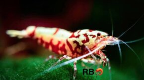 Premium Krevetky Neocaridna a Caridina - OSOBNY ODBER POPRAD - 12