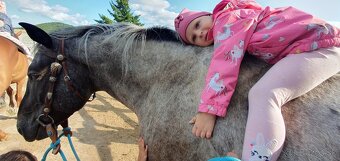 Appaloosa pripúšťanie - 12