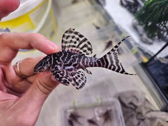 Pleco, Hypancistrus, Ancistrus long fin, sumce - 12