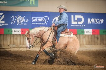 Bay hřebec American Quarter Horse, reining původ, matka s PE - 12