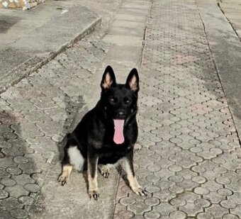 Predám šteniatka - 12