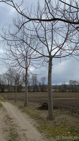 Paulownia stromy 21 storočia - 12
