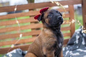 Belgický ovčiak malinois, šteniatka s PP - 12