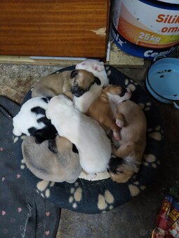 Darujem šteniatka - 12